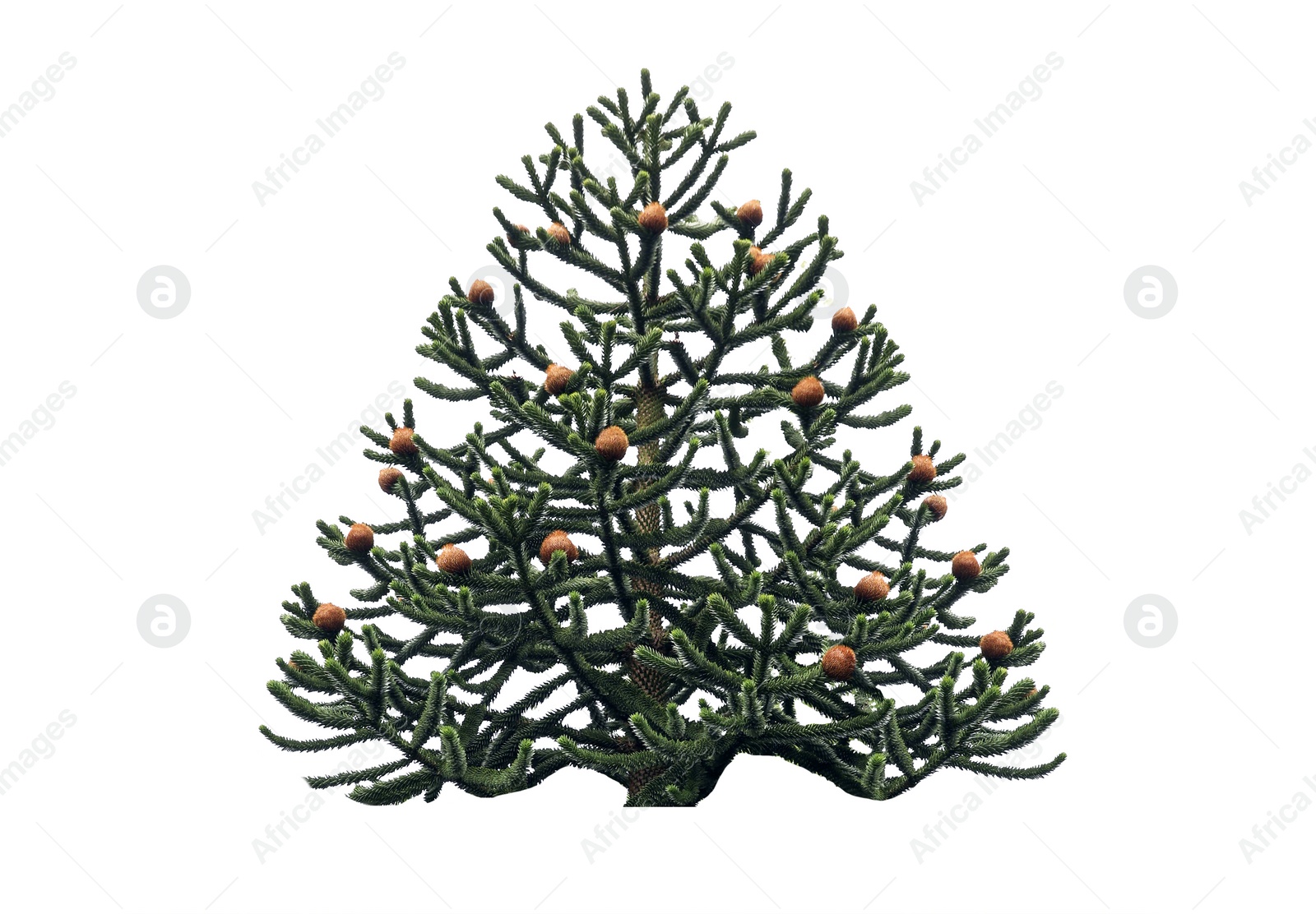 Image of Beautiful fir tree with cones isolated on white