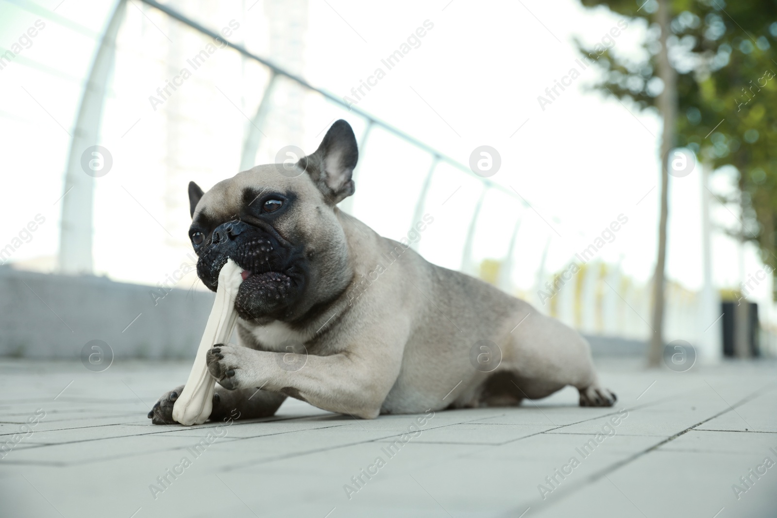 Photo of Cute French bulldog gnawing bone treat outdoors. Lovely pet