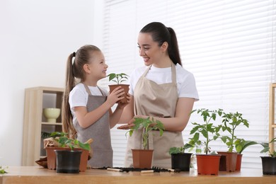 Photo of Planting seedlings. Mother and daughter near wooden table with different plants in room