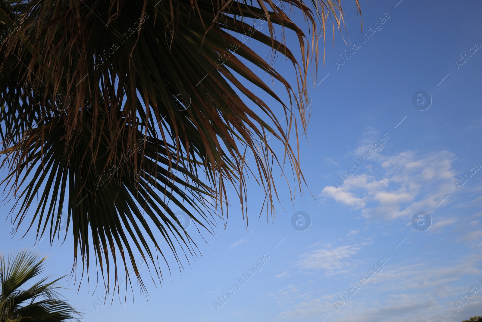 Photo of Beautiful palm tree with green leaves against blue sky, low angle view