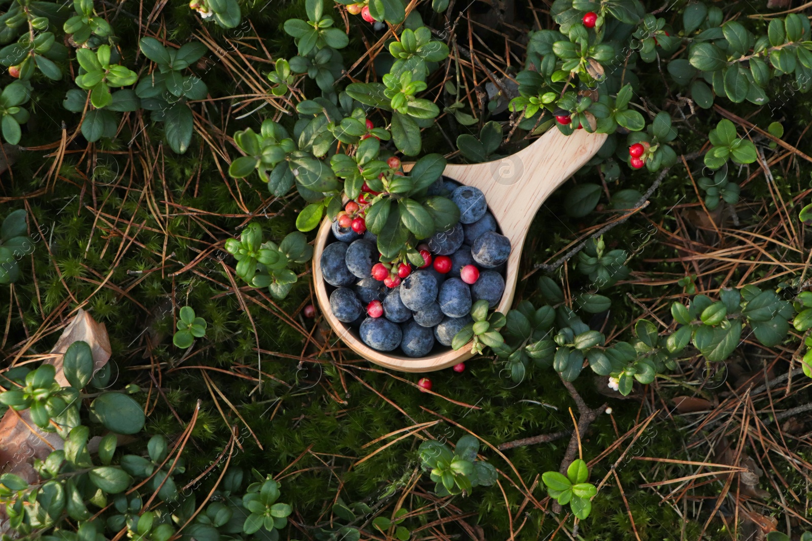 Photo of Wooden mug full of fresh ripe blueberries and lingonberries in grass, above view