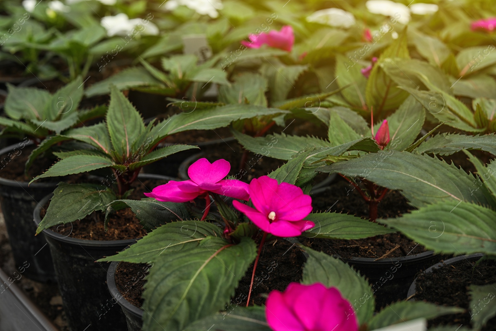 Photo of Many blooming flowers growing in pots with soil, closeup