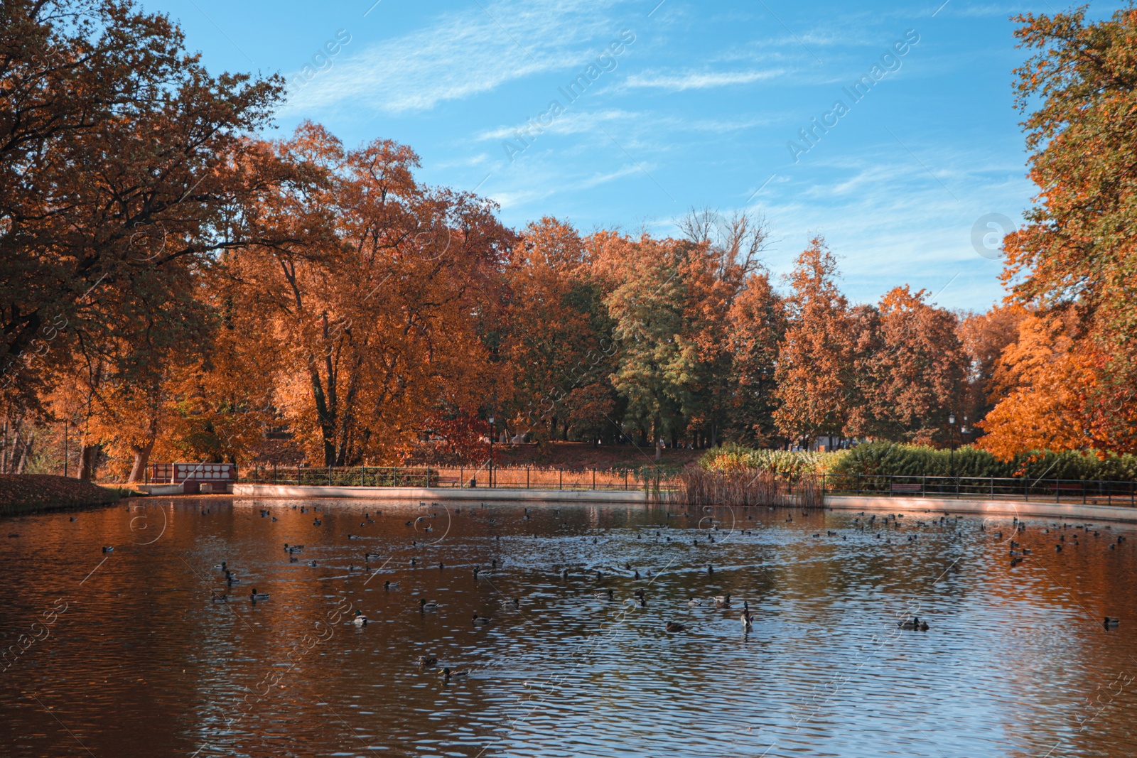 Photo of Picturesque view of park with beautiful trees and lake. Autumn season