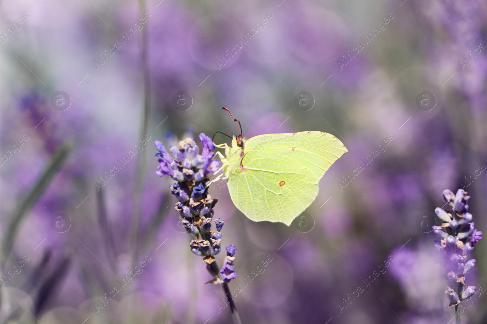 Photo of Beautiful butterfly in lavender field on sunny day, closeup