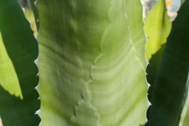 Photo of Closeup view of beautiful Agave leaves. Exotic plant