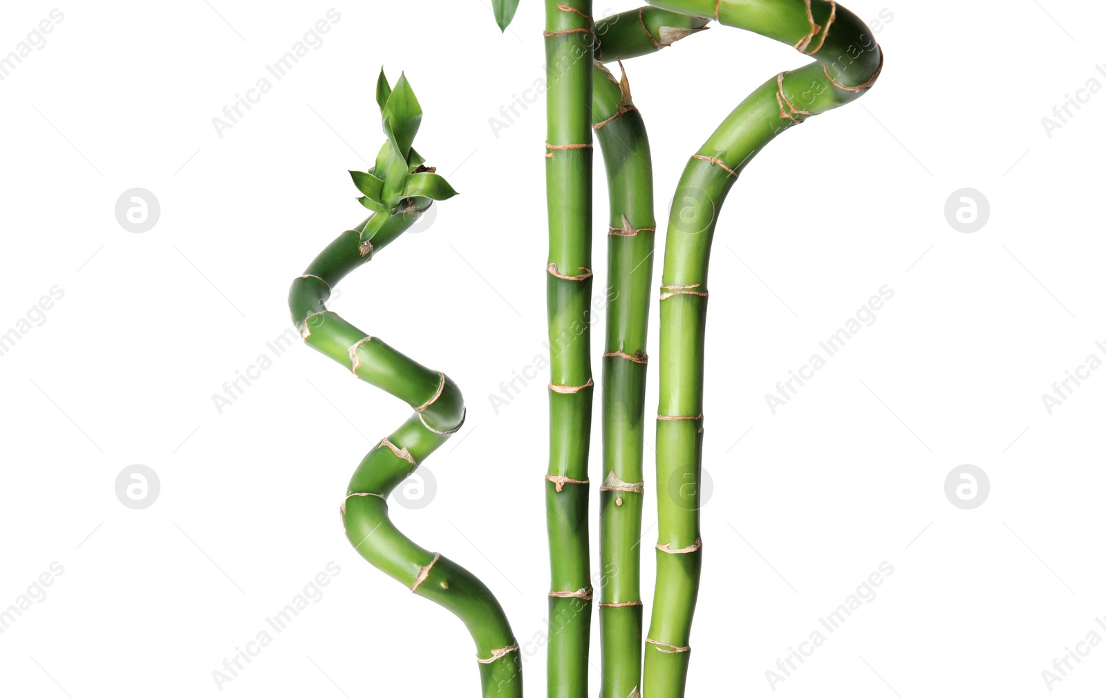 Photo of Beautiful green bamboo stems on white background