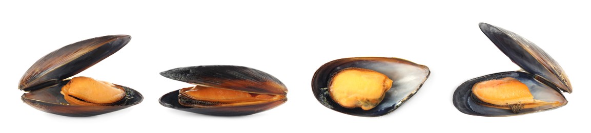 Set with tasty cooked mussels on white background. Banner design