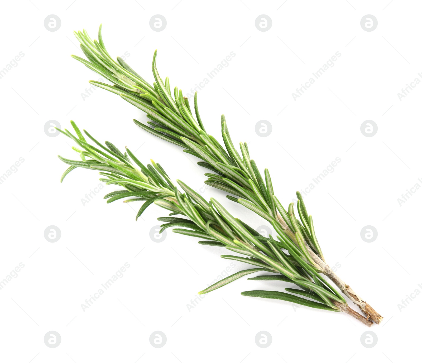 Photo of Fresh green rosemary twigs on white background, top view