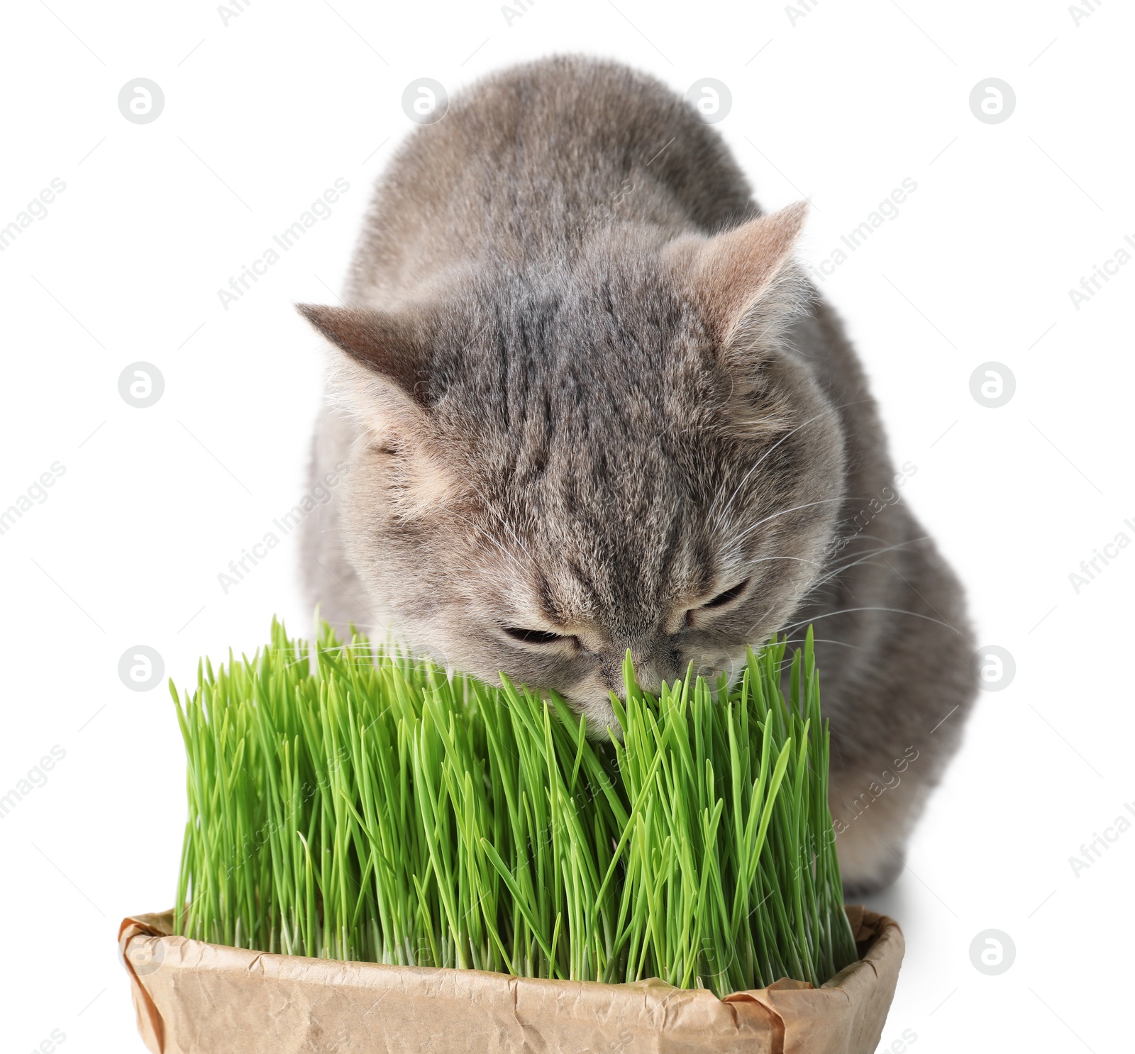 Photo of Cute cat eating fresh green grass isolated on white