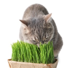 Cute cat eating fresh green grass isolated on white