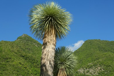Beautiful palm trees with green leaves against mountains and blue sky