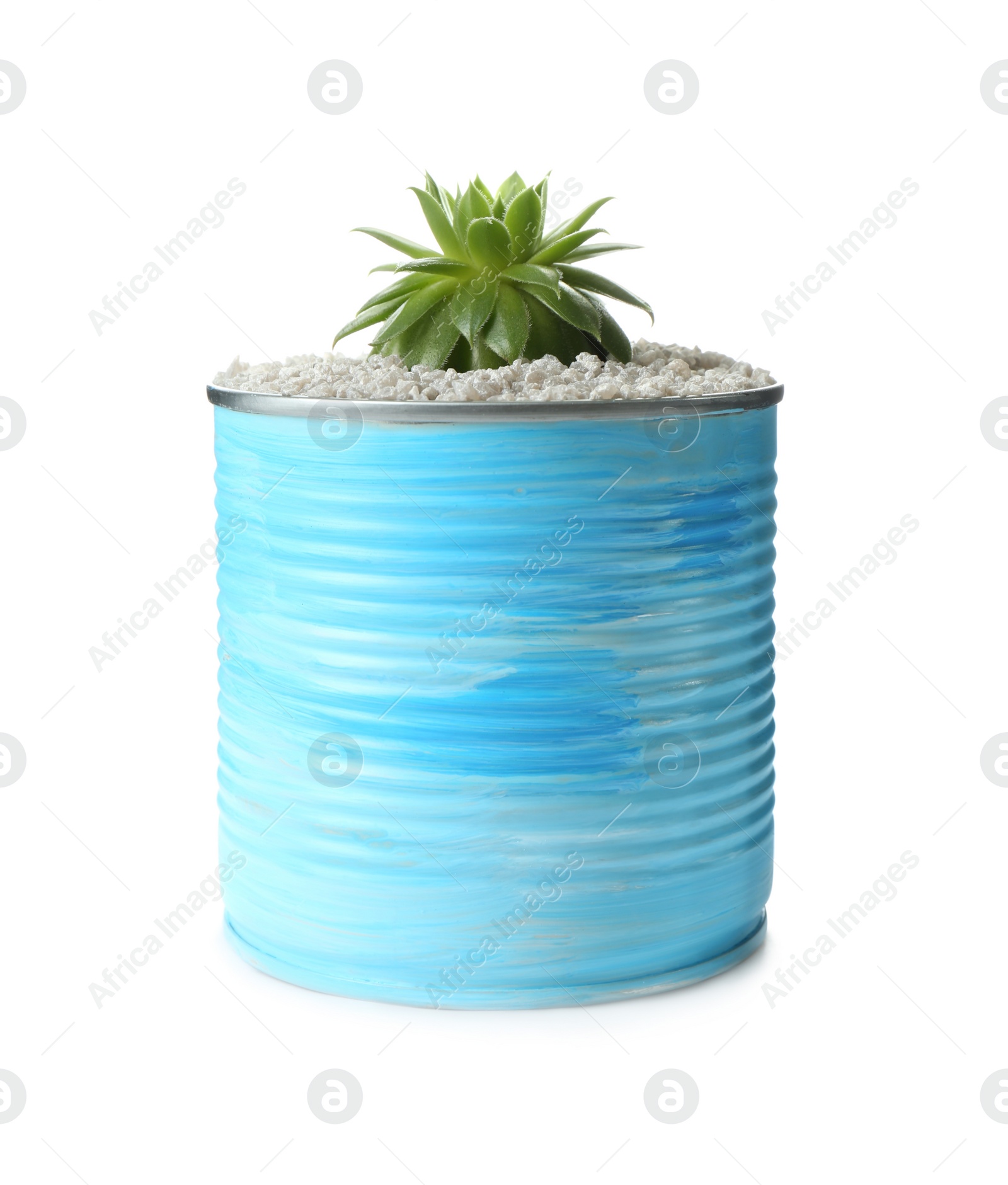 Photo of Beautiful succulent plant in painted tin can isolated on white. Home decor