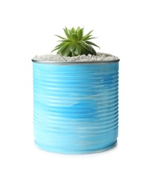 Beautiful succulent plant in painted tin can isolated on white. Home decor