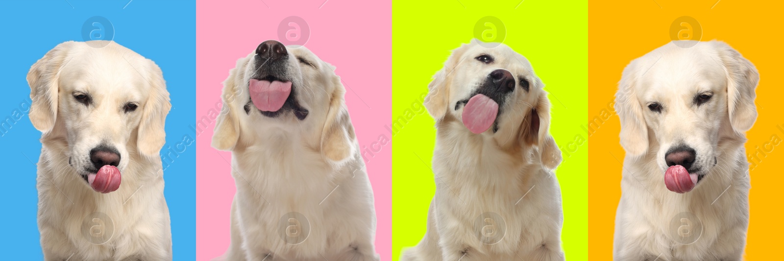 Image of Cute Labrador Retriever showing tongue, collection of photos on different colors backgrounds