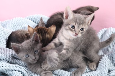 Cute fluffy kittens on blanket against pink background. Baby animals