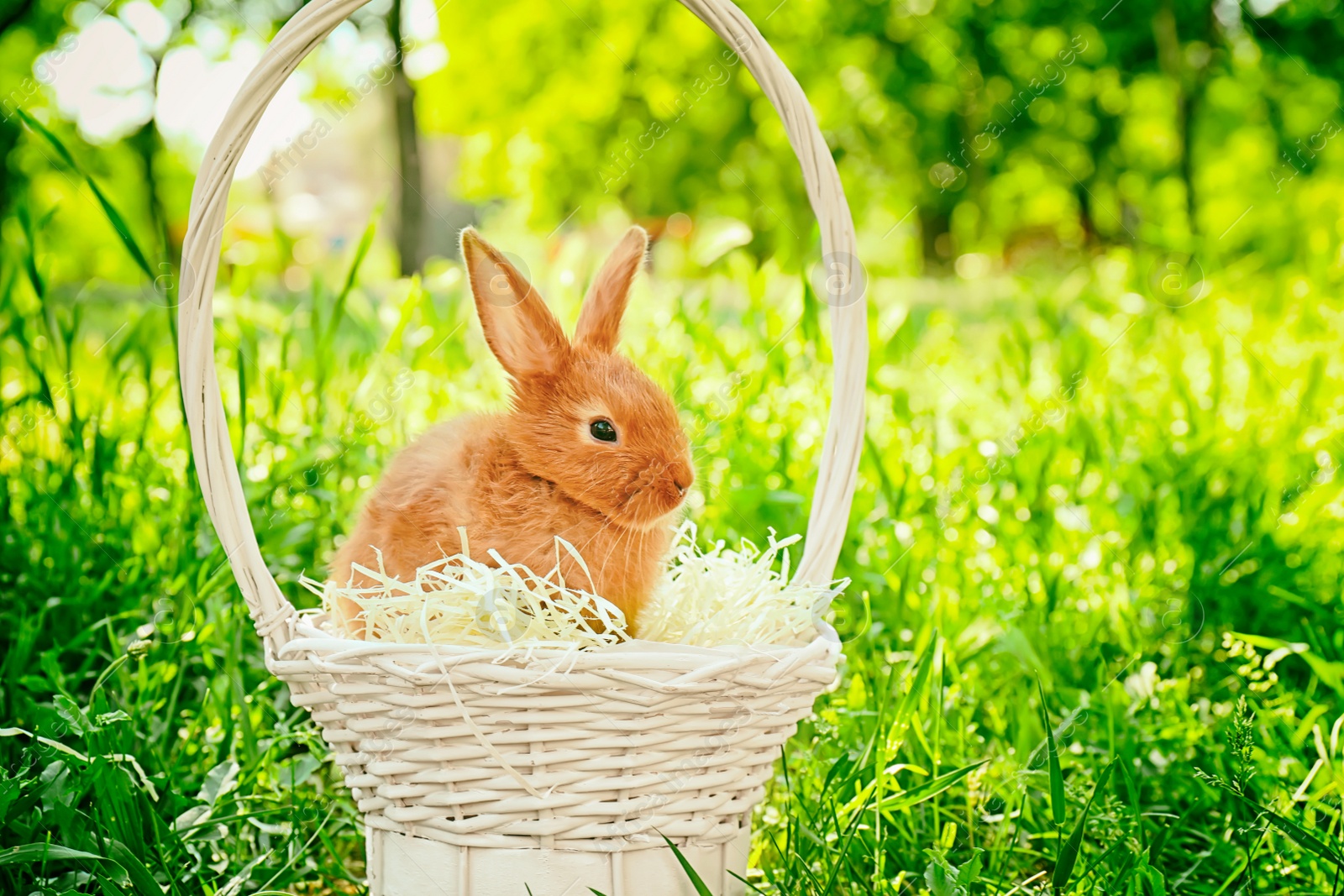 Photo of Cute red bunny in wicker basket among green grass, outdoors