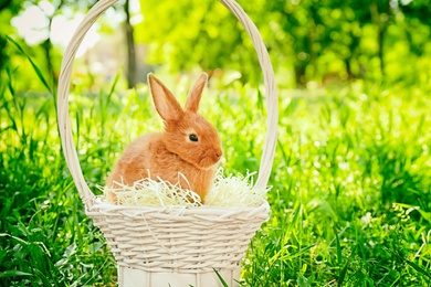 Cute red bunny in wicker basket among green grass, outdoors