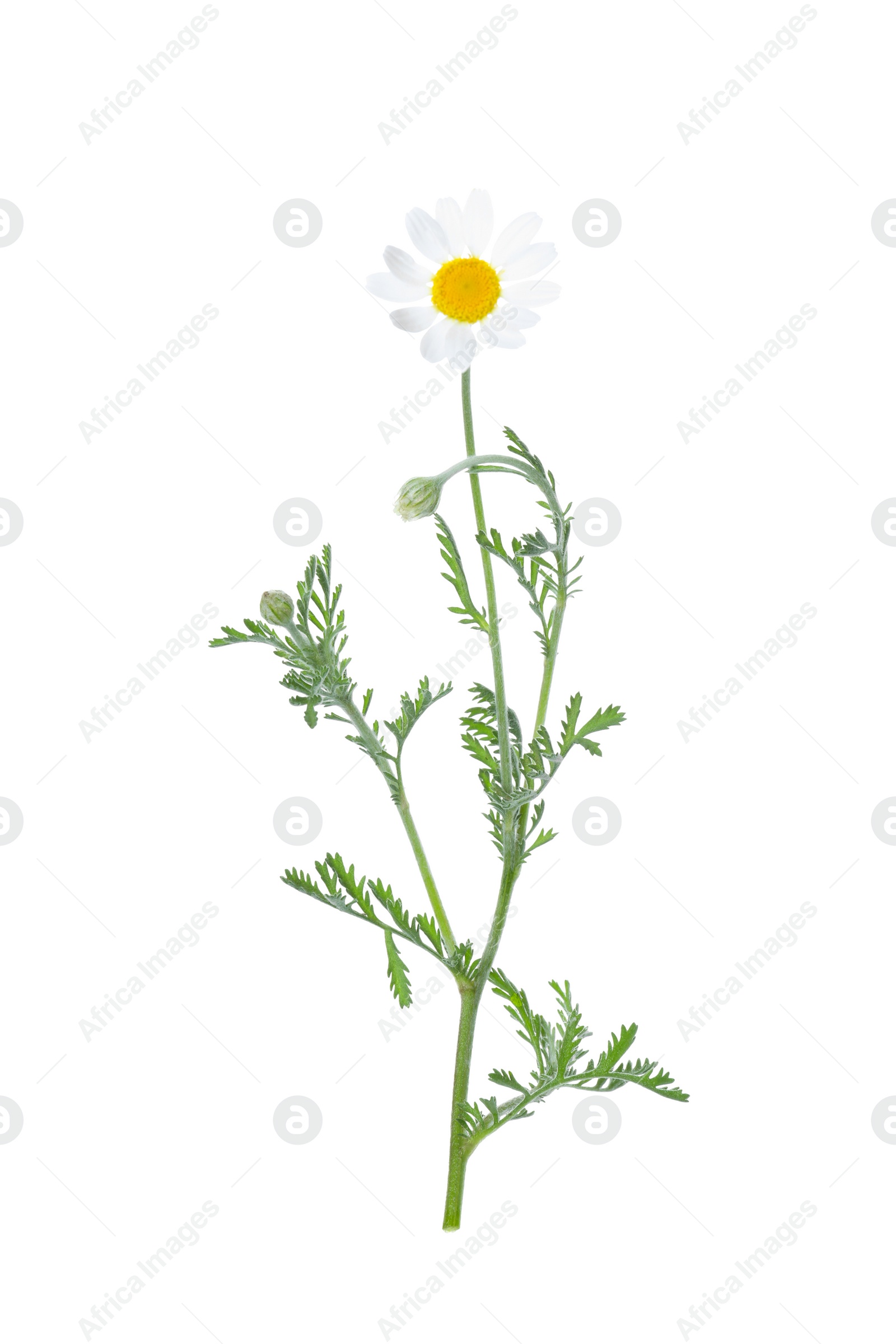 Photo of Blooming chamomile isolated on white. Beautiful flower