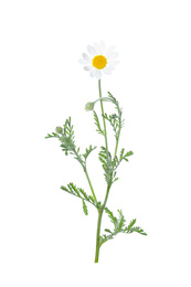 Photo of Blooming chamomile isolated on white. Beautiful flower