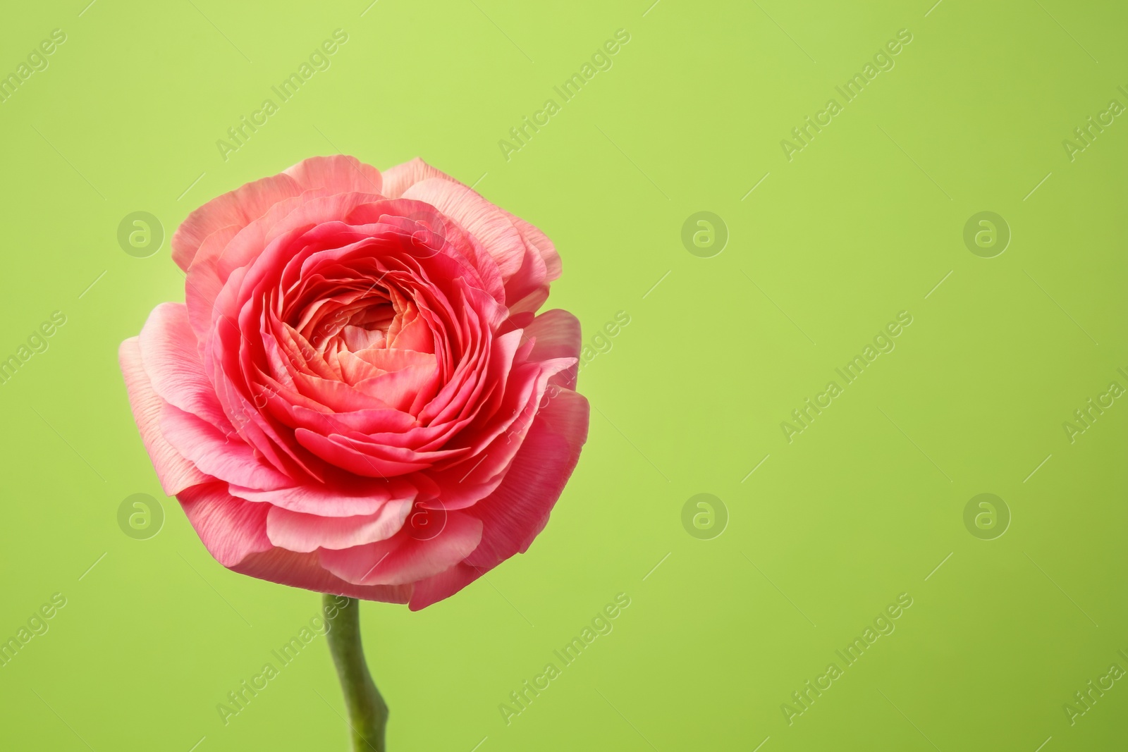 Photo of Beautiful ranunculus flower on color background