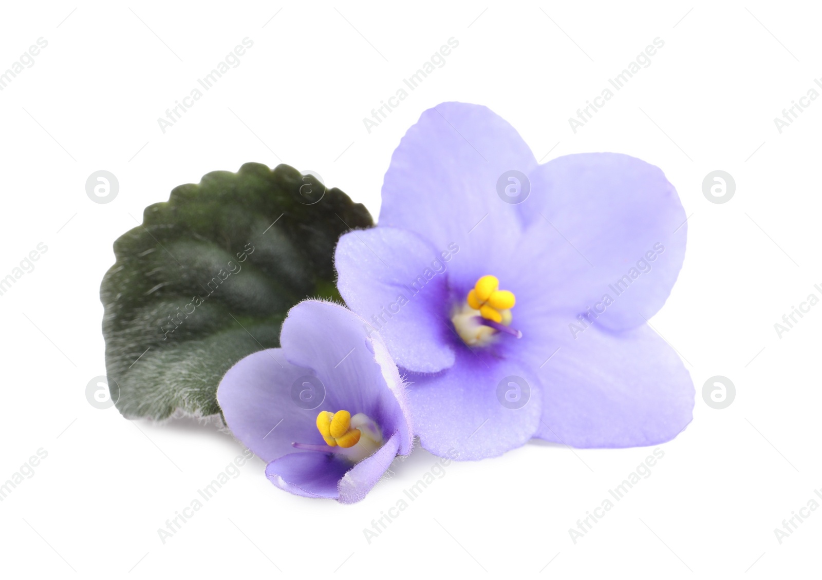 Photo of Purple flowers of violet plant and green leaf on white background