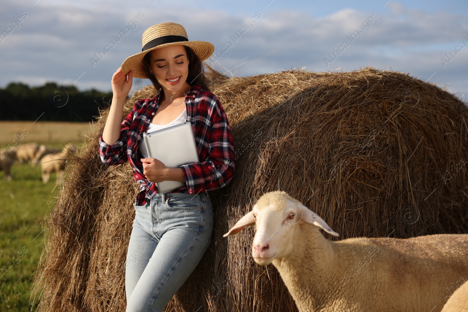 Photo of Smiling farmer with tablet and sheep near hay bale on farm