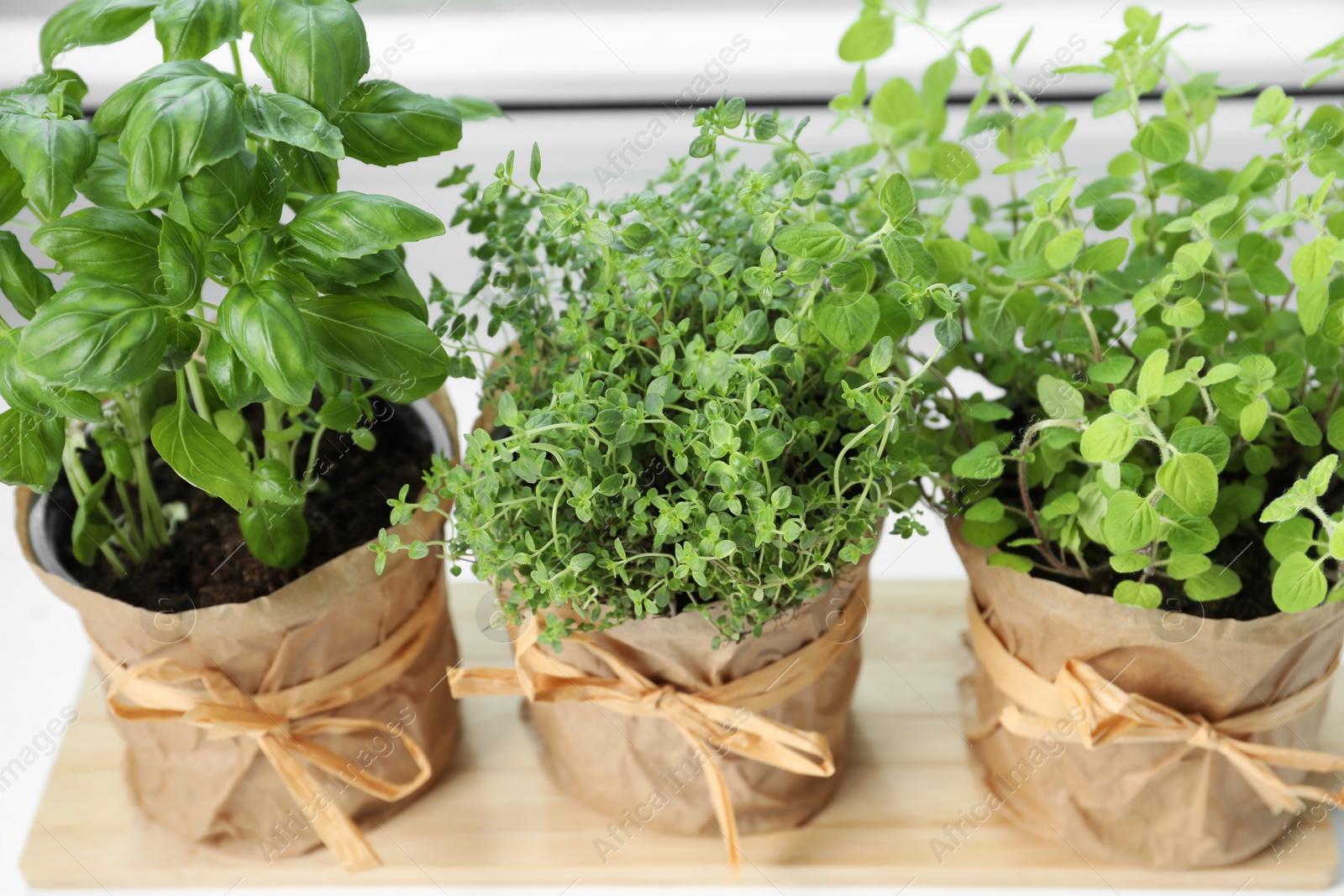 Photo of Different fresh potted herbs on windowsill indoors, closeup