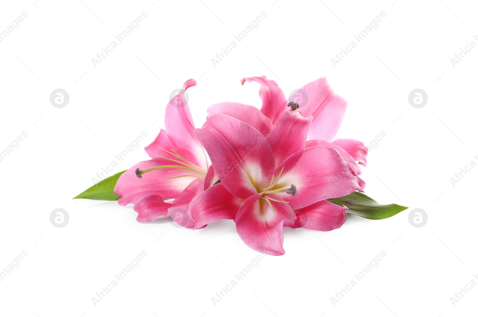 Photo of Beautiful pink lily flowers isolated on white