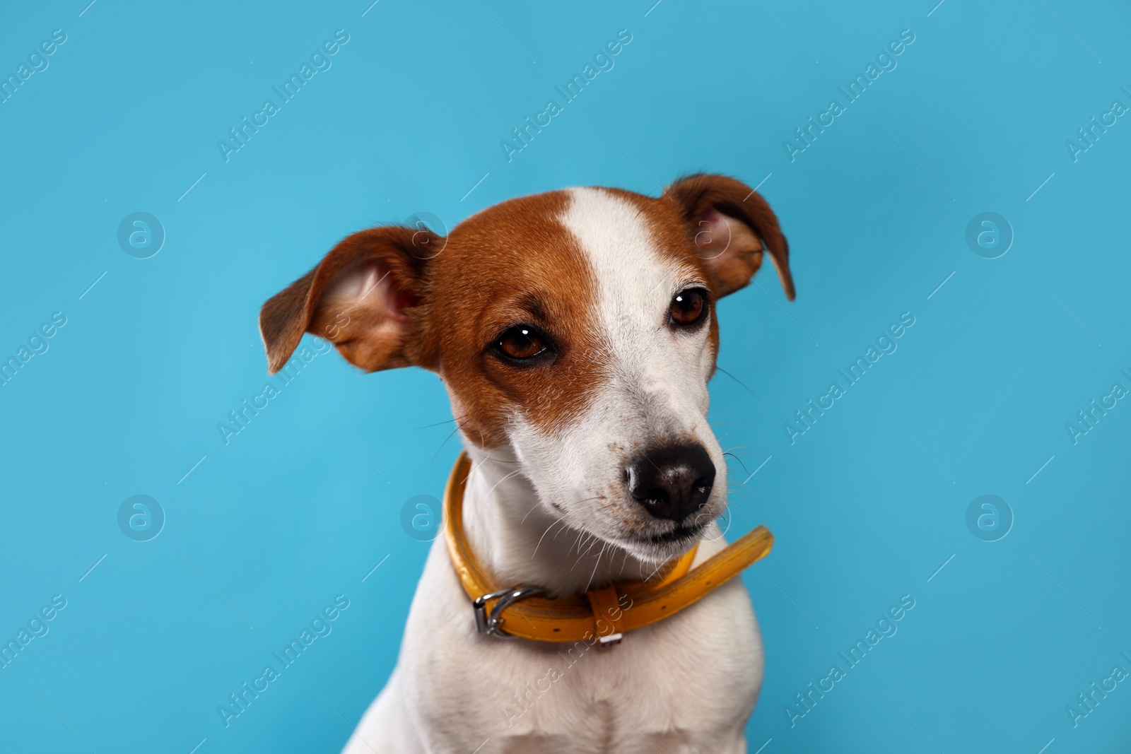Photo of Adorable Jack Russell terrier with collar on light blue background