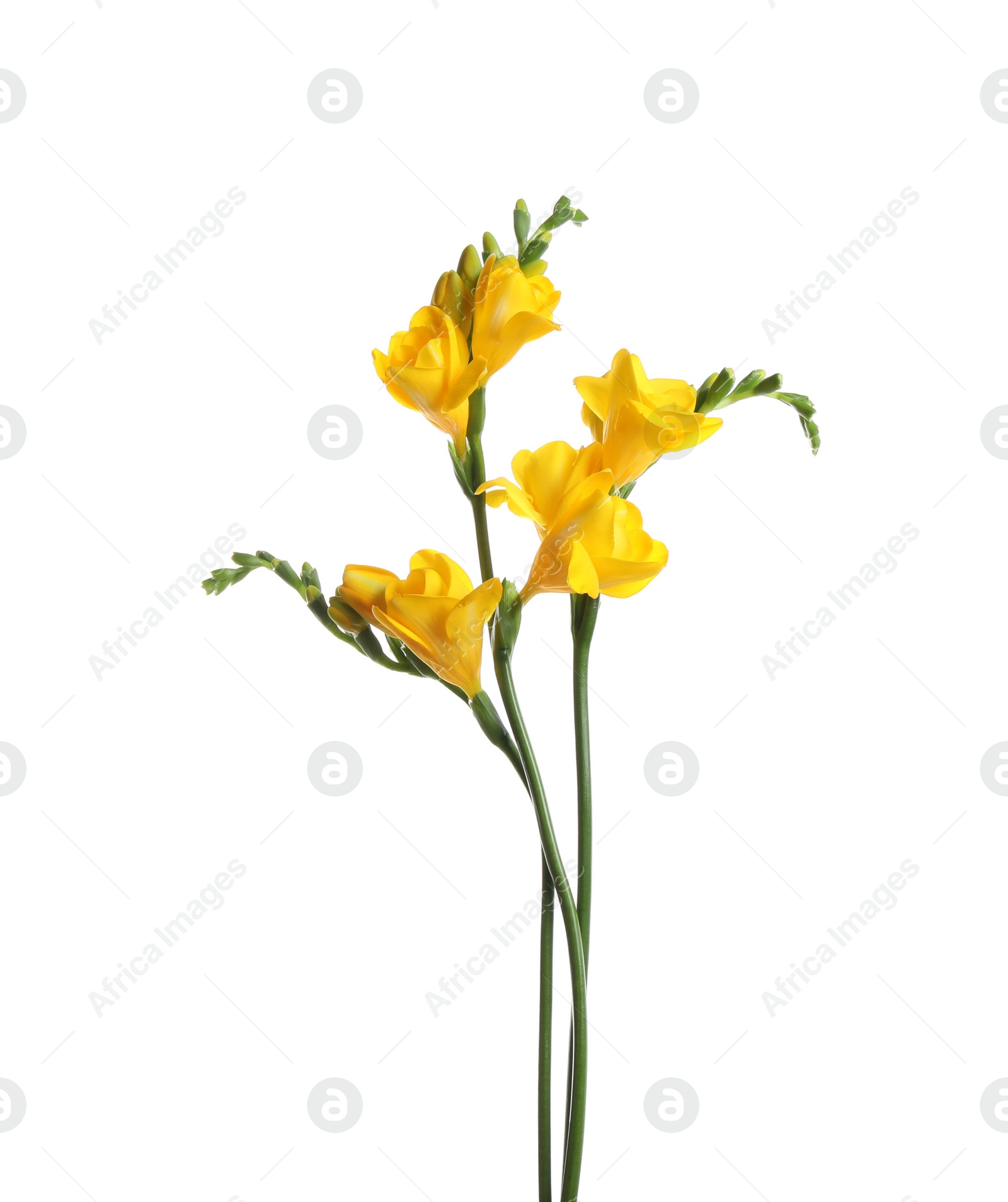 Photo of Beautiful yellow freesia flowers on white background