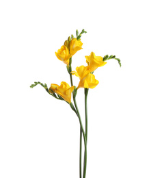 Photo of Beautiful yellow freesia flowers on white background