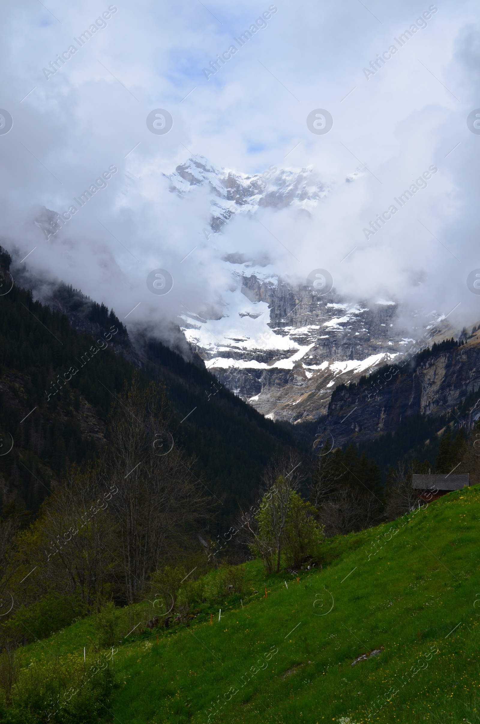 Photo of Beautiful view of mountains with forest covered by fog