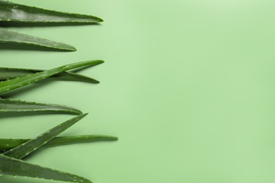 Photo of Fresh aloe vera leaves on light green background. Space for text