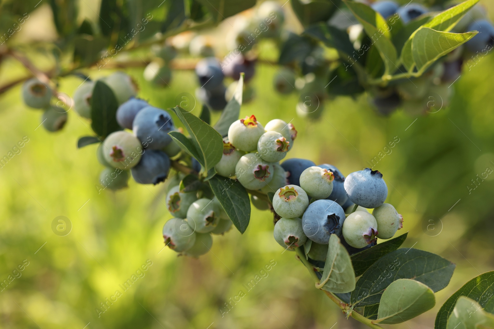 Photo of Wild blueberries growing outdoors, closeup. Seasonal berries