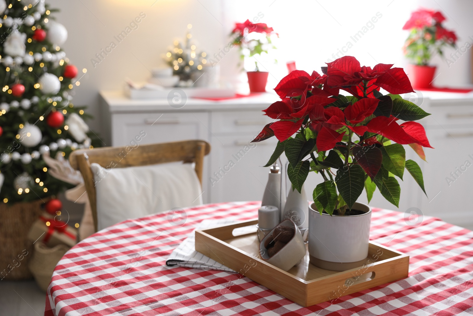 Photo of Beautiful Poinsettia on table in kitchen. Traditional Christmas flower