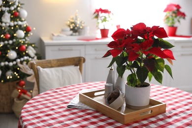 Beautiful Poinsettia on table in kitchen. Traditional Christmas flower