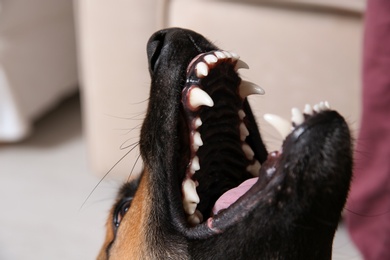 German Shepherd dog showing its teeth indoors, closeup