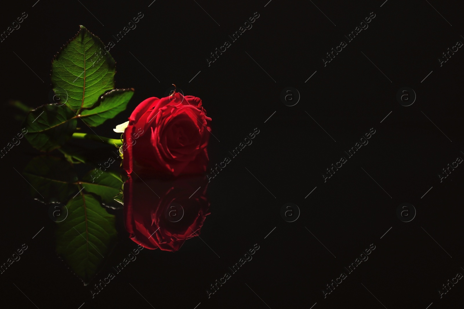 Photo of Beautiful red rose on black background. Funeral symbol