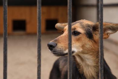 Homeless dog in cage at animal shelter outdoors. Concept of volunteering