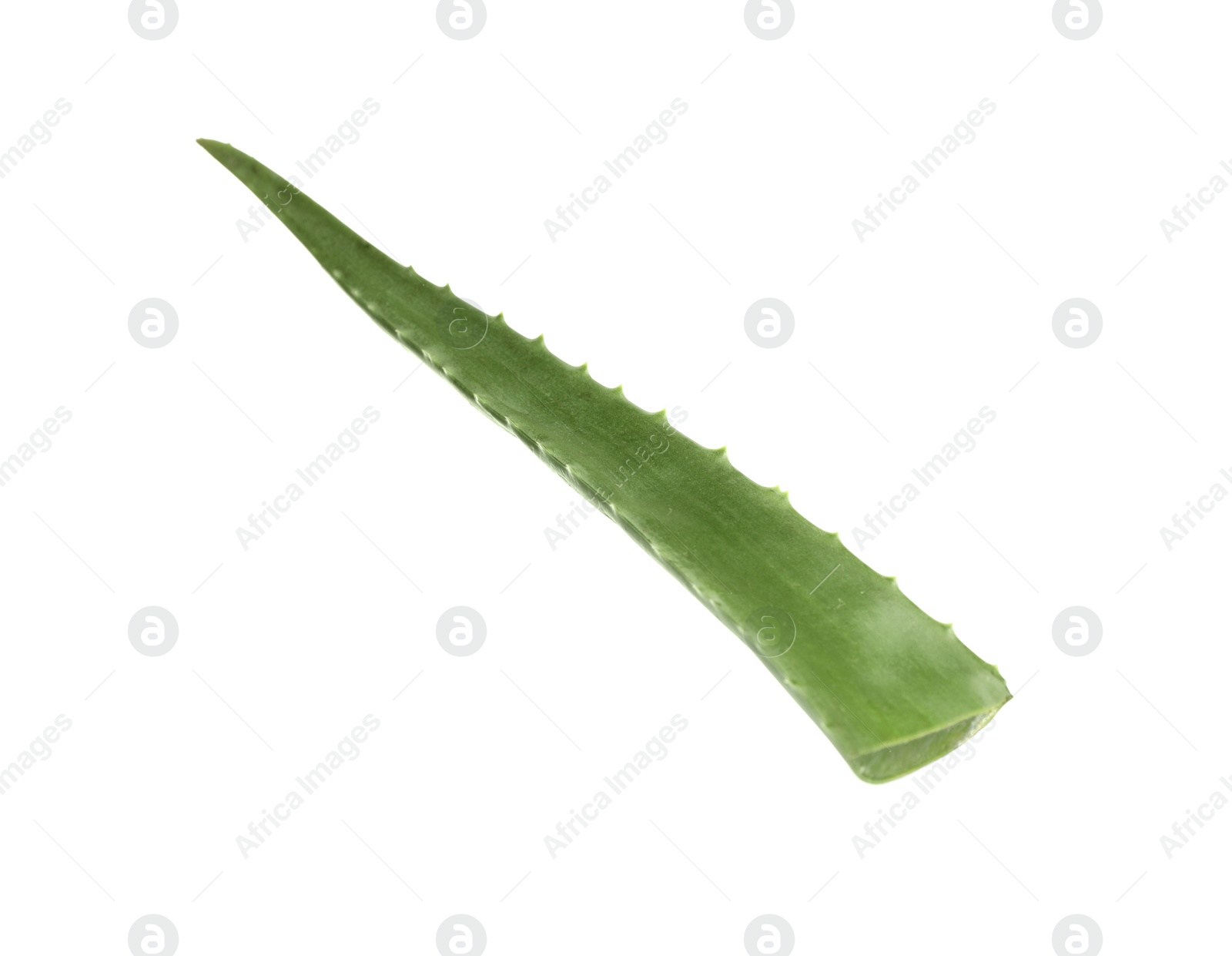 Photo of One aloe vera leaf isolated on white