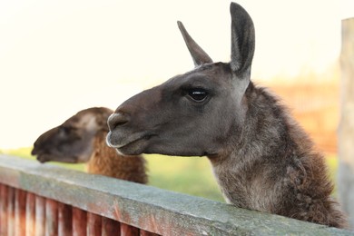 Photo of Cute llamas in paddock at zoo on sunny day