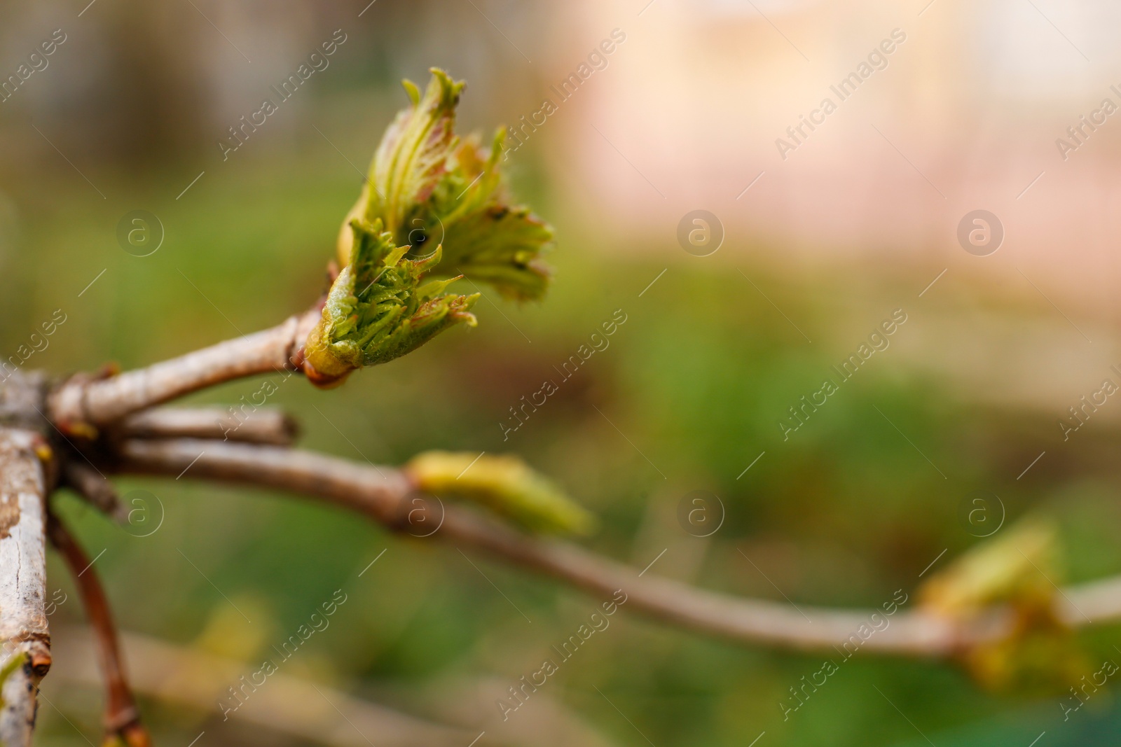 Photo of Tree branch with bud outdoors, closeup. Spring season
