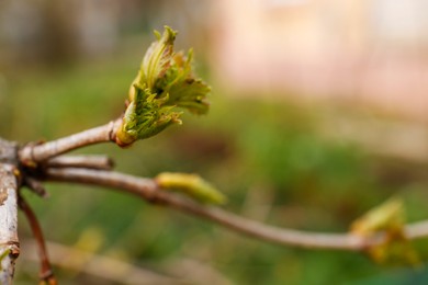 Photo of Tree branch with bud outdoors, closeup. Spring season