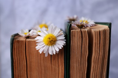 Books with chamomile flowers as bookmark on light gray background, closeup