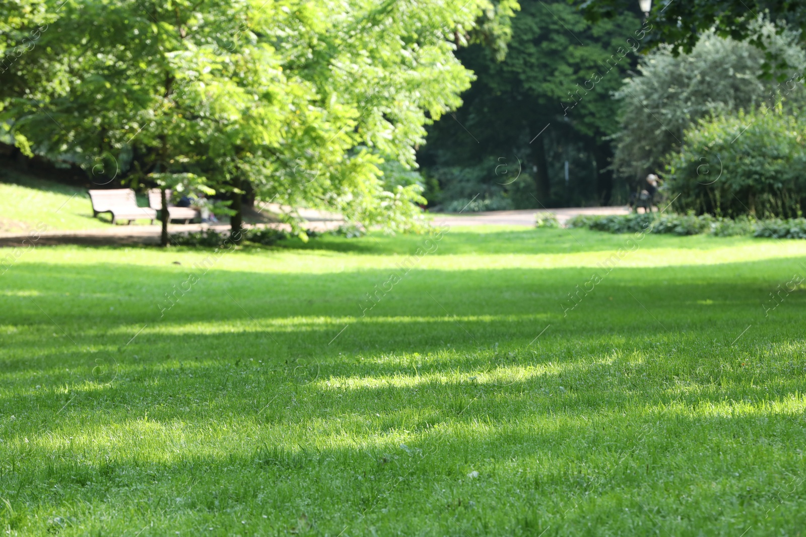 Photo of Fresh green grass growing in summer park