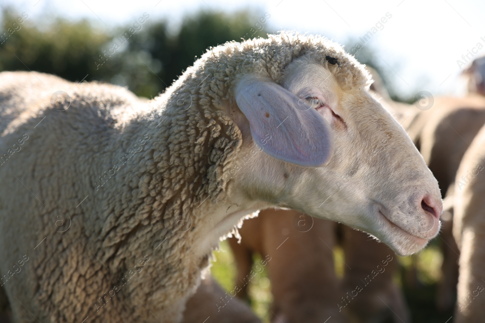 Photo of Cute sheep grazing outdoors on sunny day. Farm animals