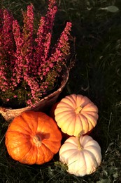Photo of Wicker basket with beautiful heather flowers and pumpkins outdoors, above view
