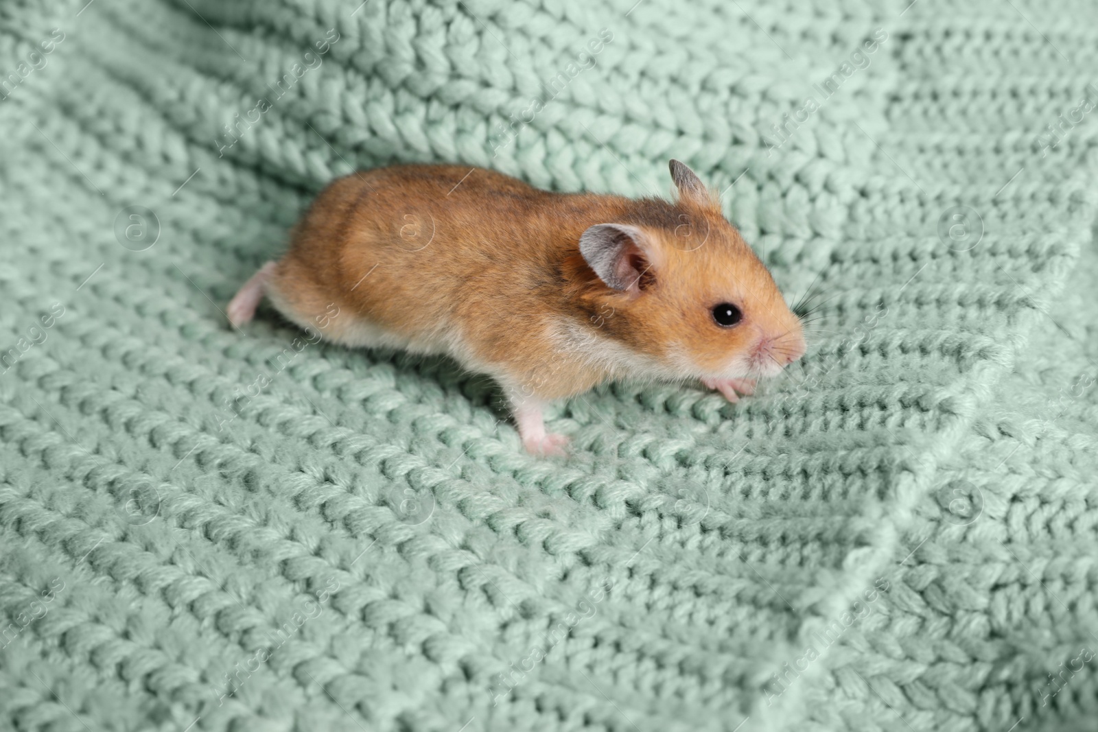 Photo of Cute little hamster on green knitted sweater