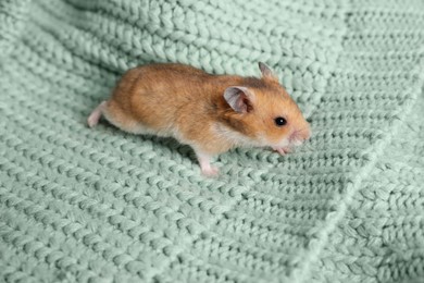 Cute little hamster on green knitted sweater