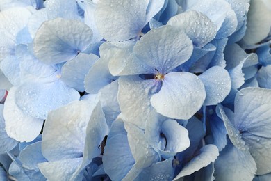 Photo of Beautiful light blue hortensia flowers with water drops as background, closeup